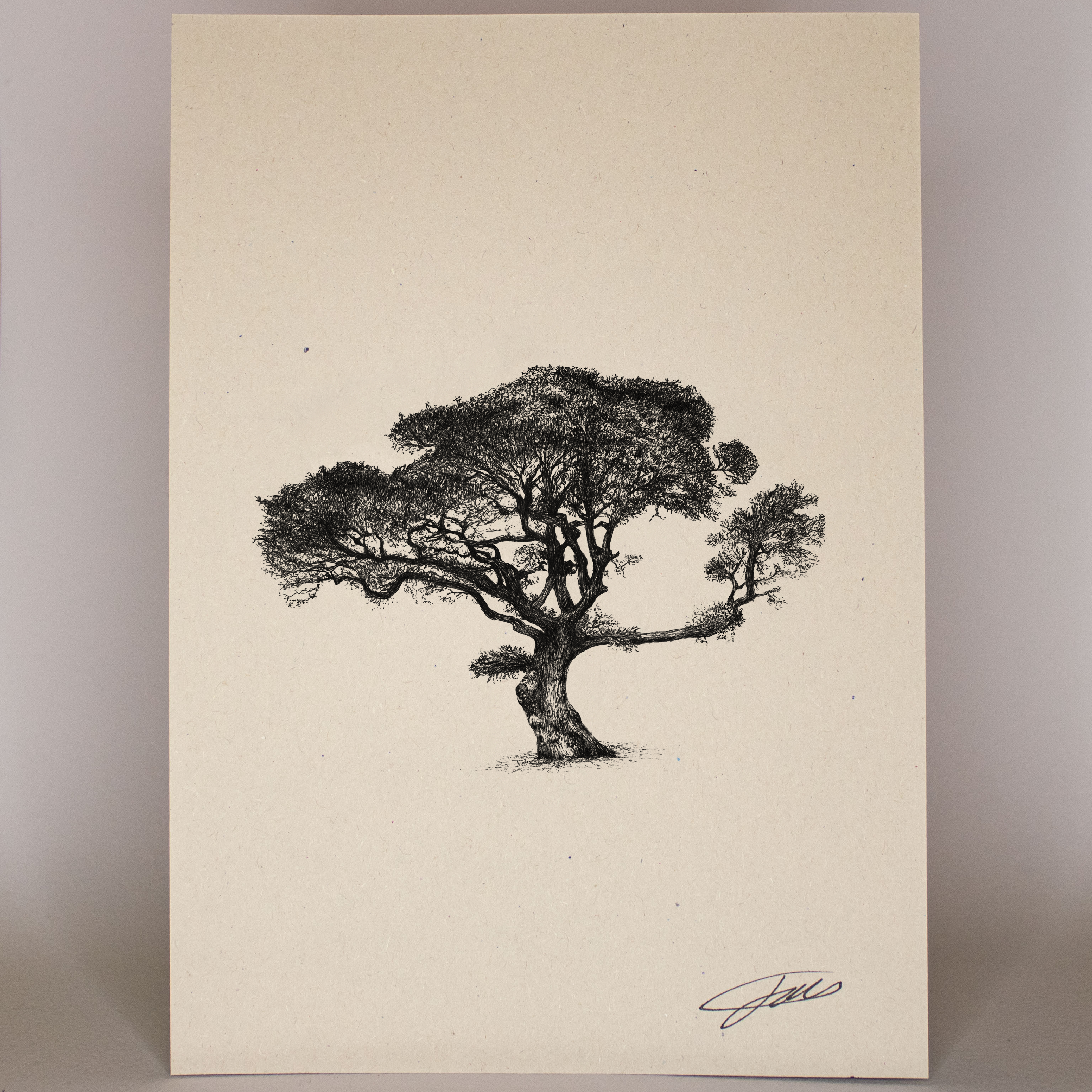 Trees & Plants