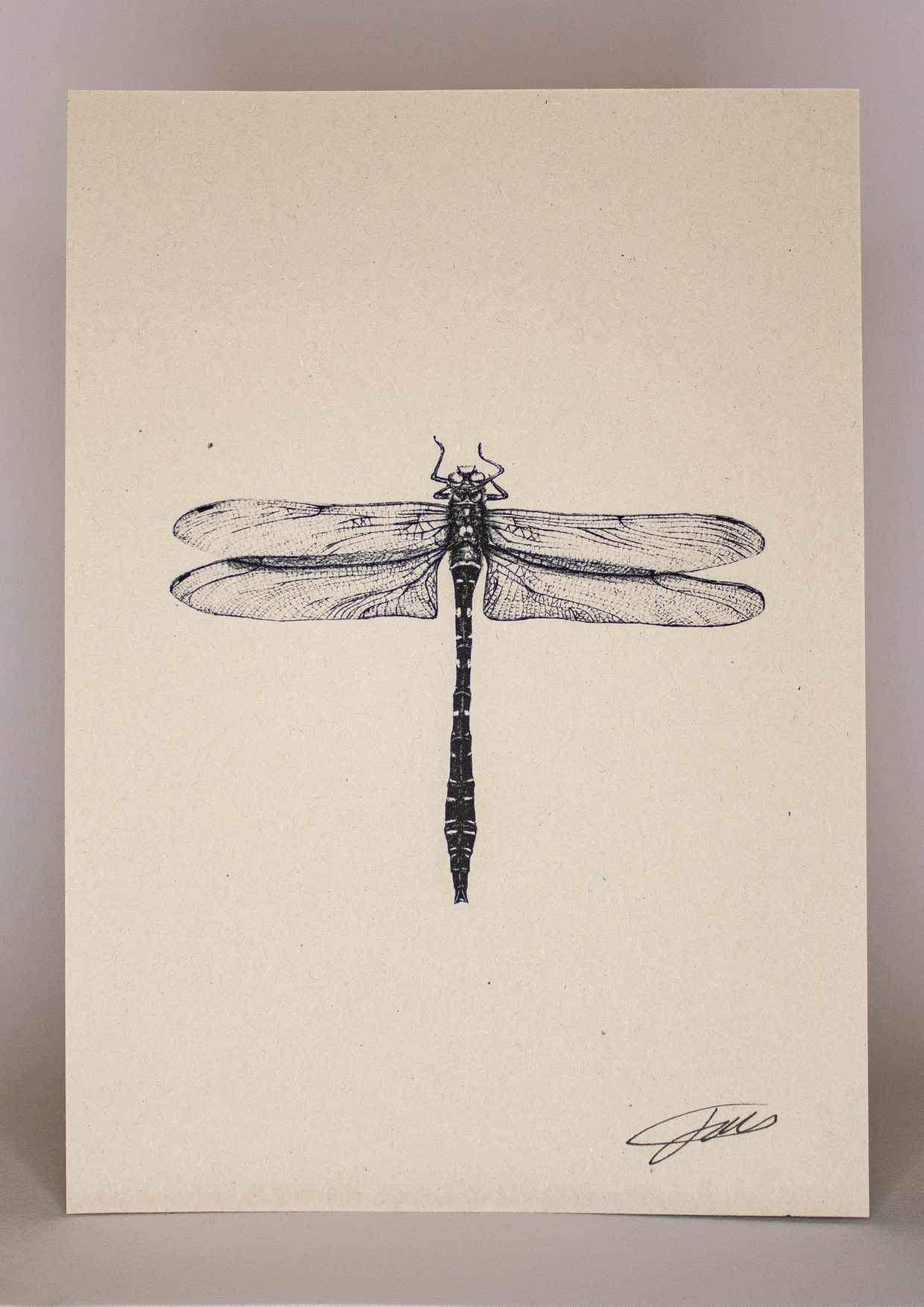 Insects