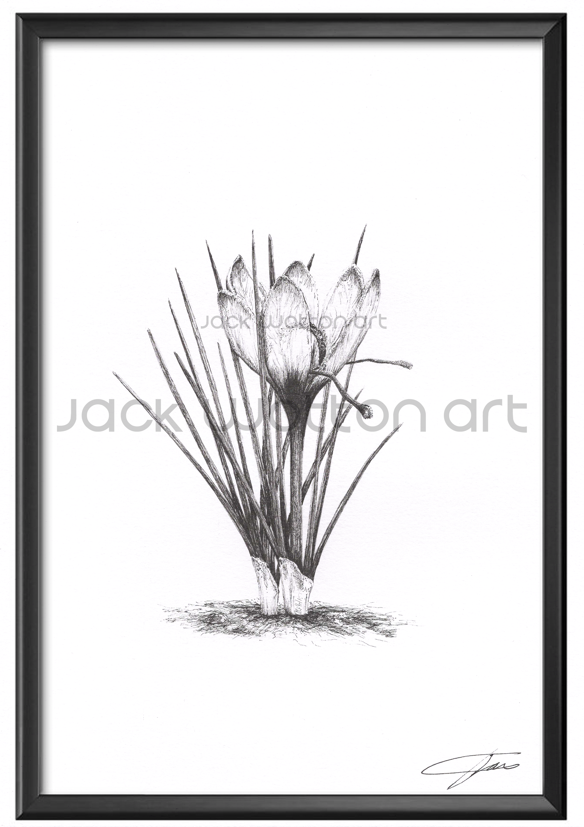 A4 the crocus