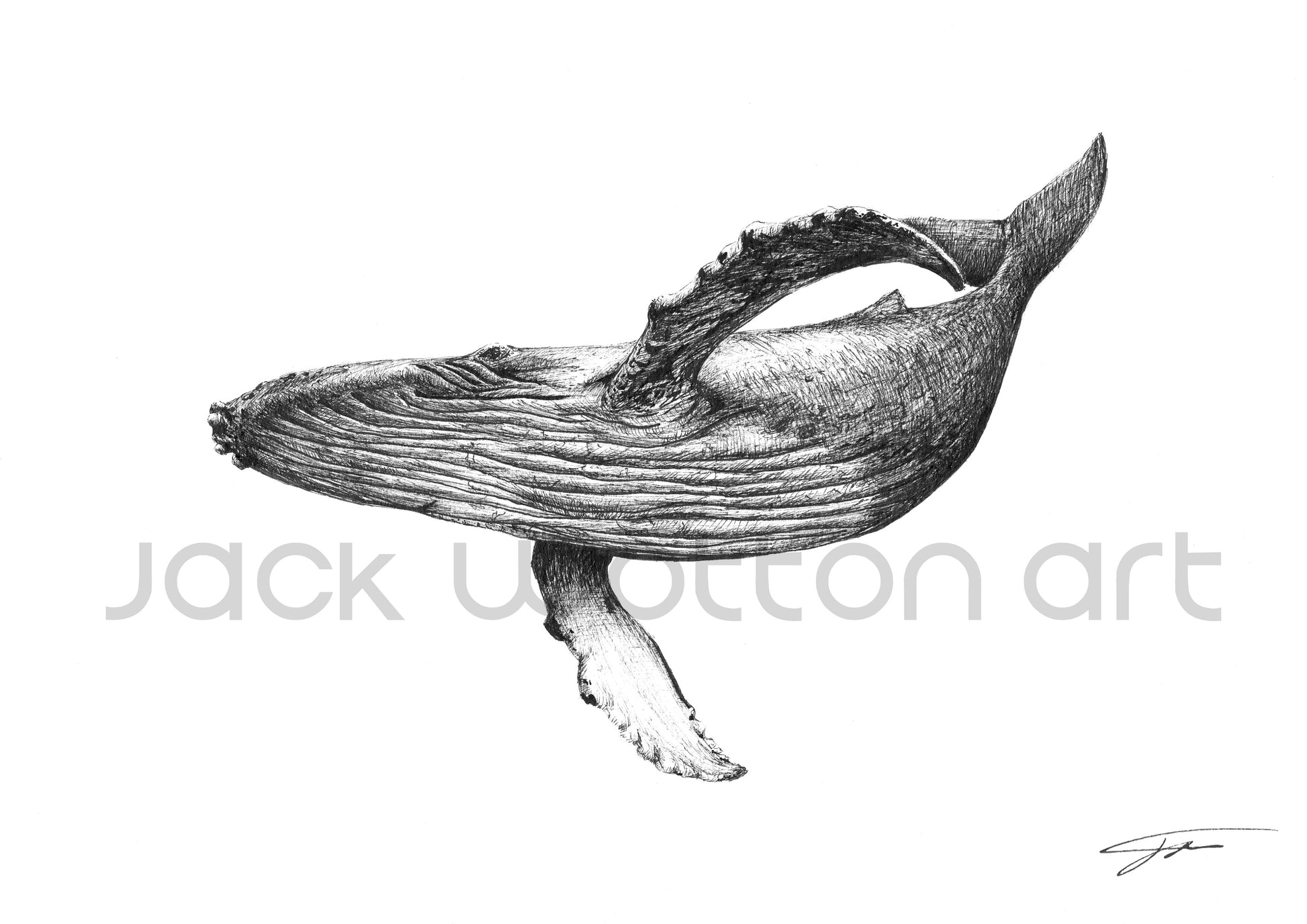 A4 whale #2