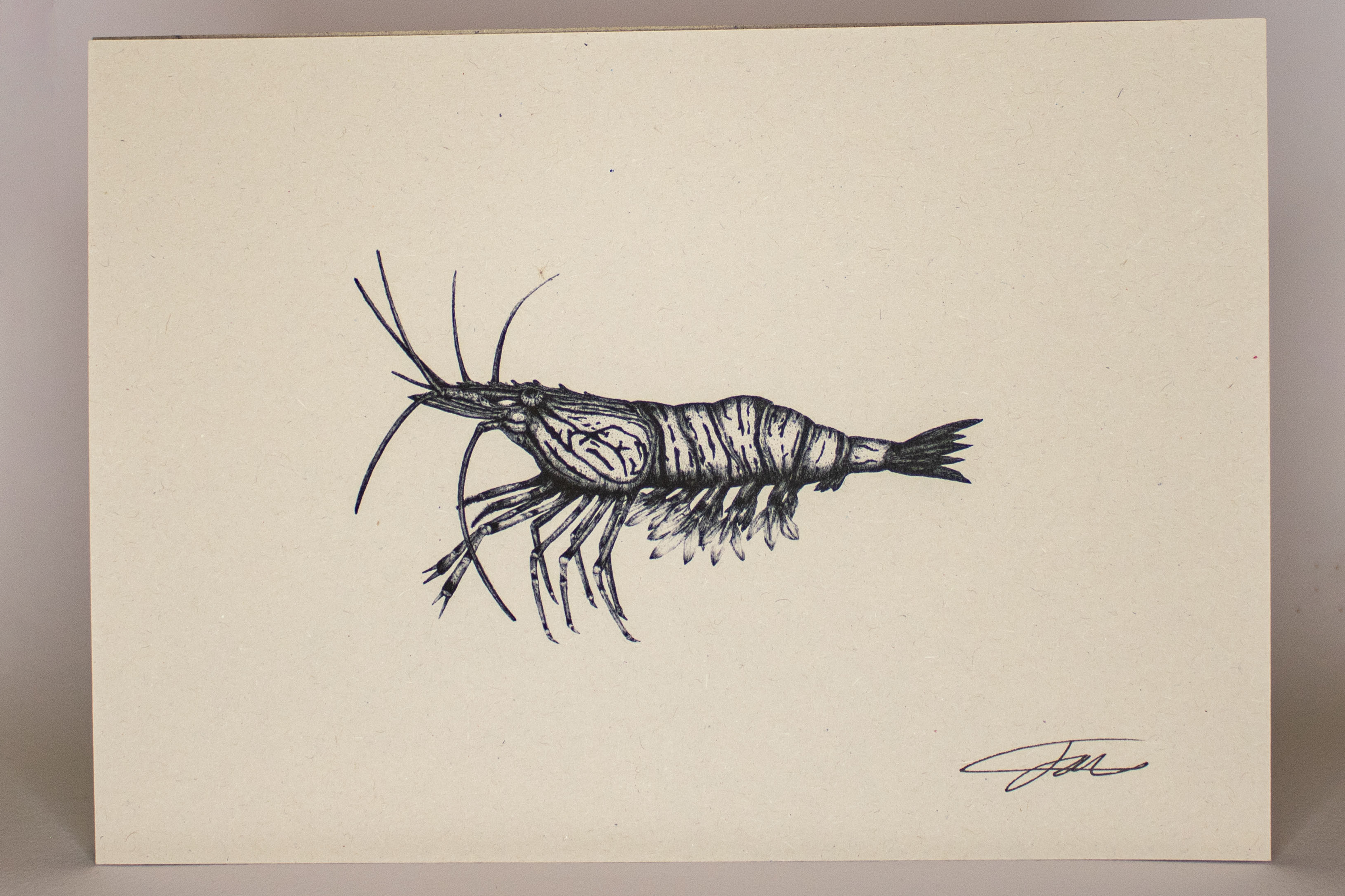 Shrimp Print