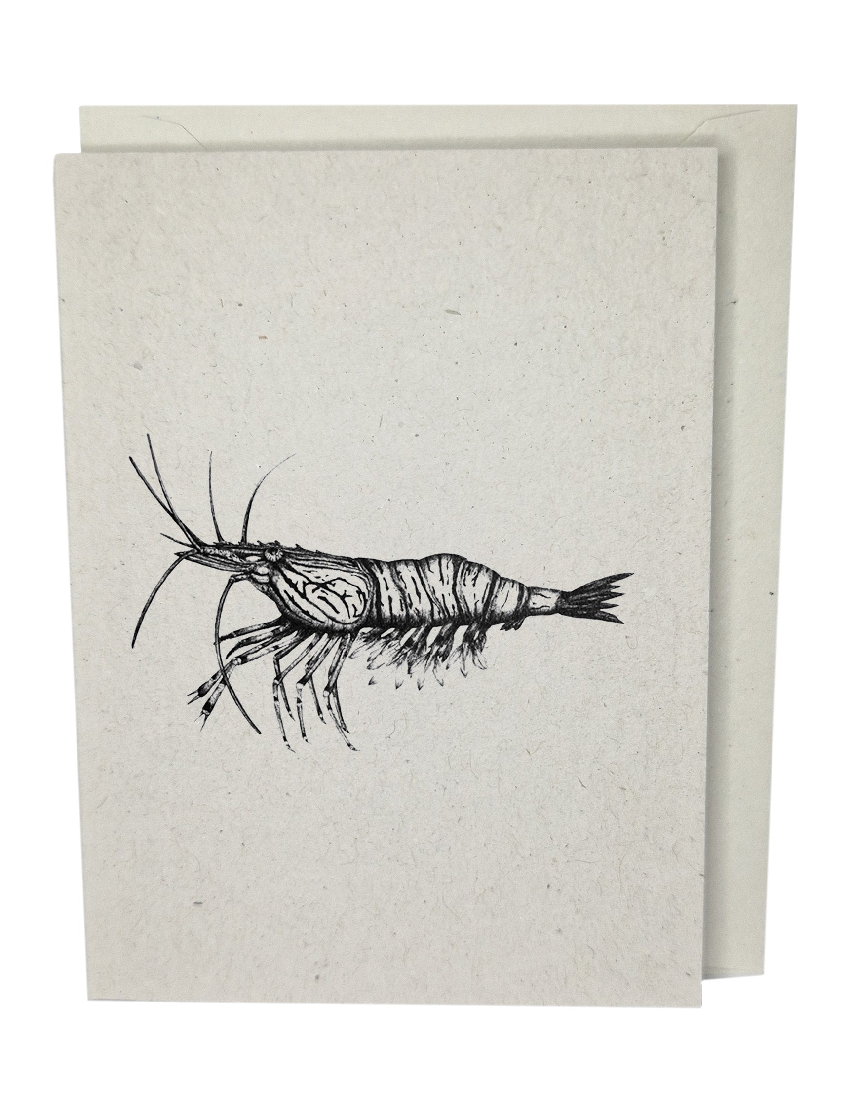 Shrimp Greeting Card A7