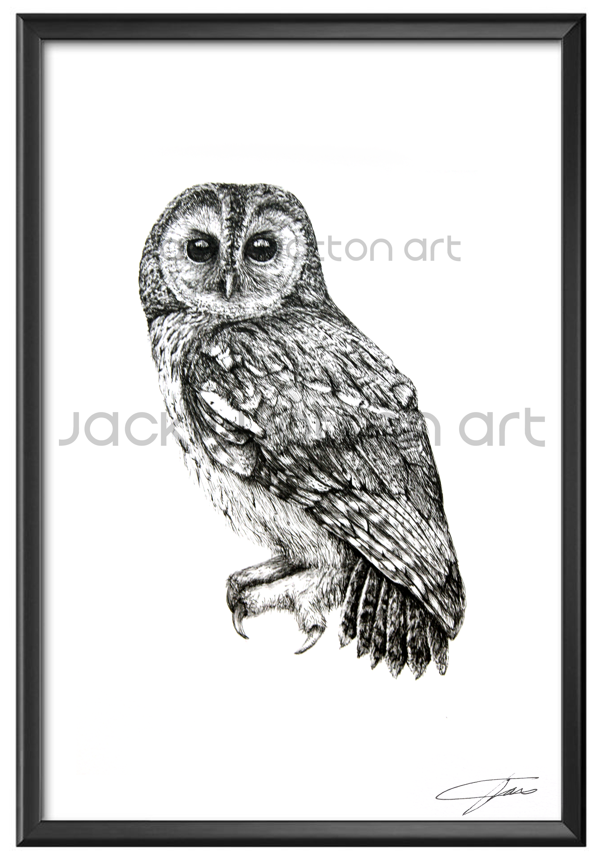 A4 the tawny owl