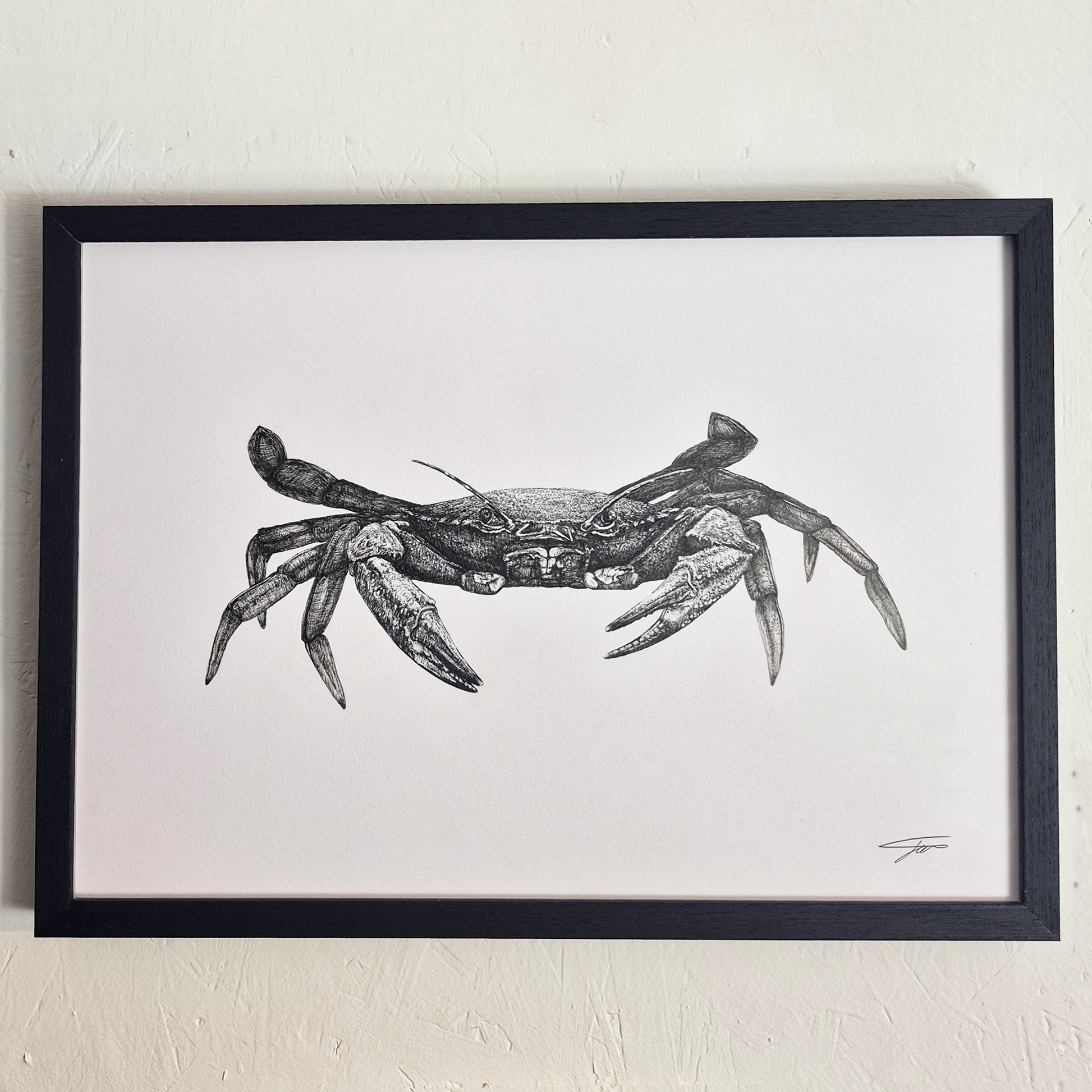 A3 the velvet swimming crab (Framed)